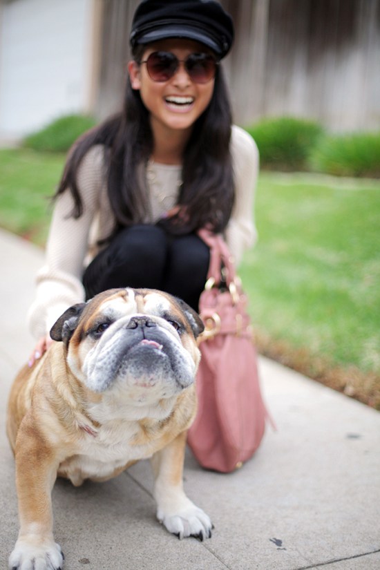 catching couture ace the bulldog